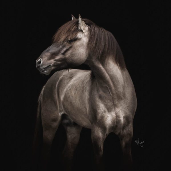 Fálki frá Kjarri icelandic stallion