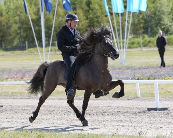 Stáli frá Kjarri honour prize stallion tölt