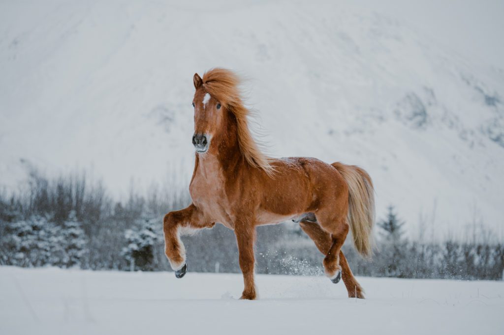 Icelandic stallion sprengur frá Kjarri