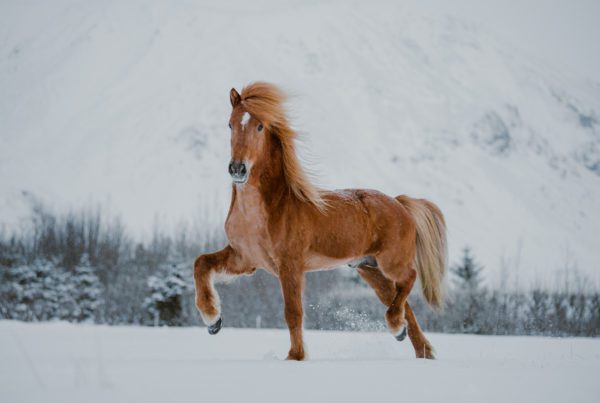 Icelandic stallion sprengur frá Kjarri